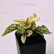 Hypoestes White