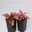 Hypoestes Pink