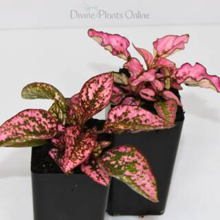 Hypoestes Pink