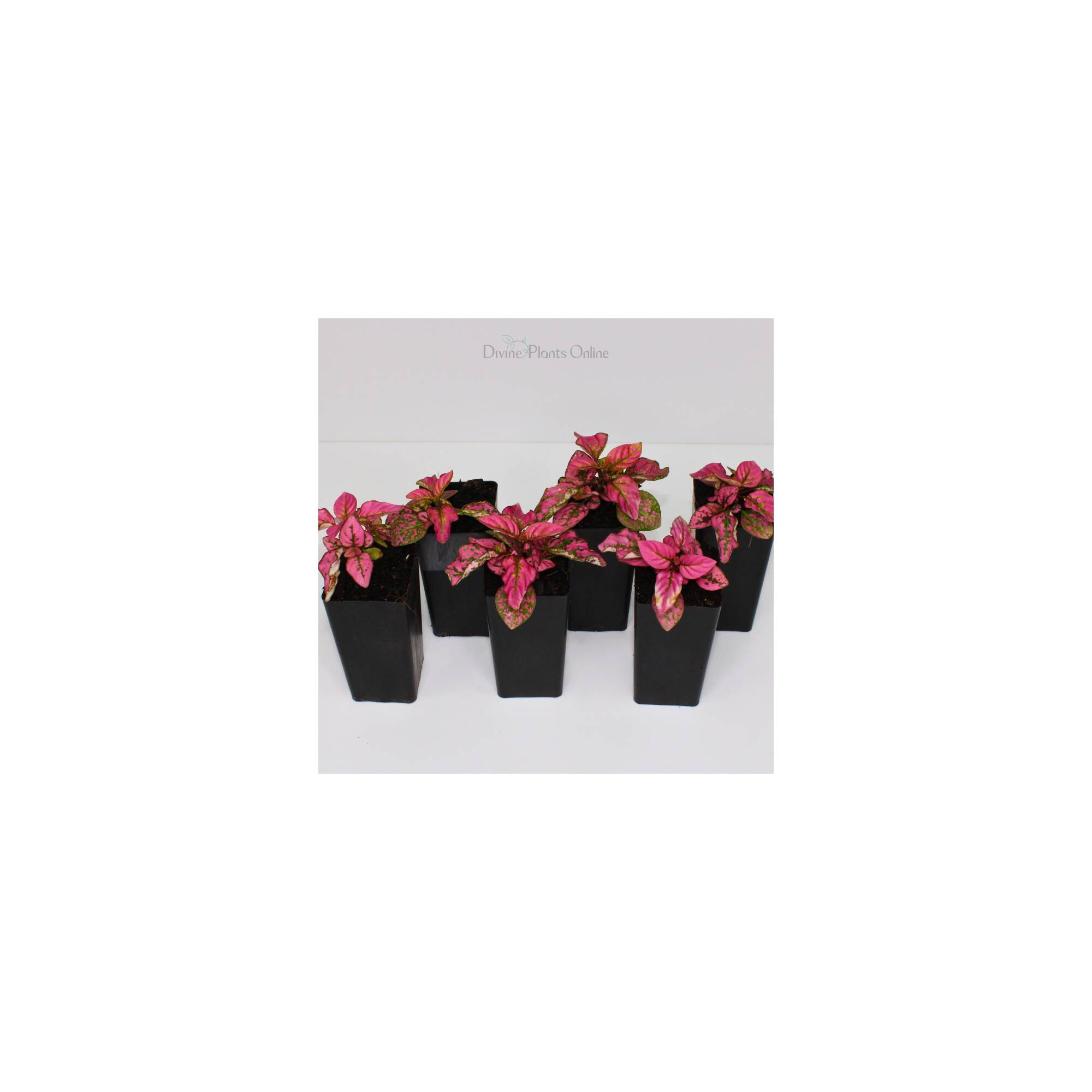 Hypoestes Rose Divine Plants Online Shop Divine Plants Online Shop