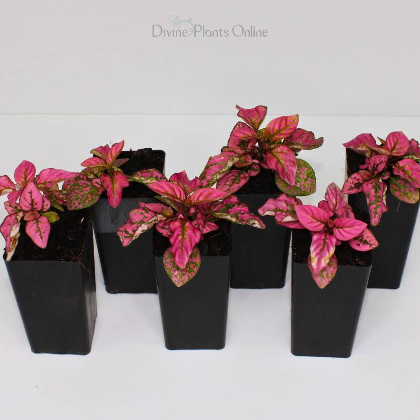 Hypoestes Rose