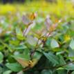 Abelia Grandiflora