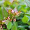 Abelia Grandiflora