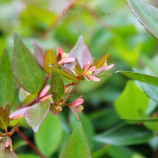 Abelia Grandiflora