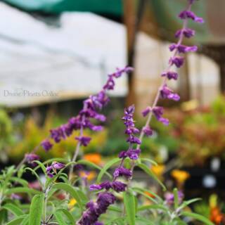 Salvia Dark Purple