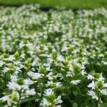 Scaevola aemula White Fanfare (Big leafed)