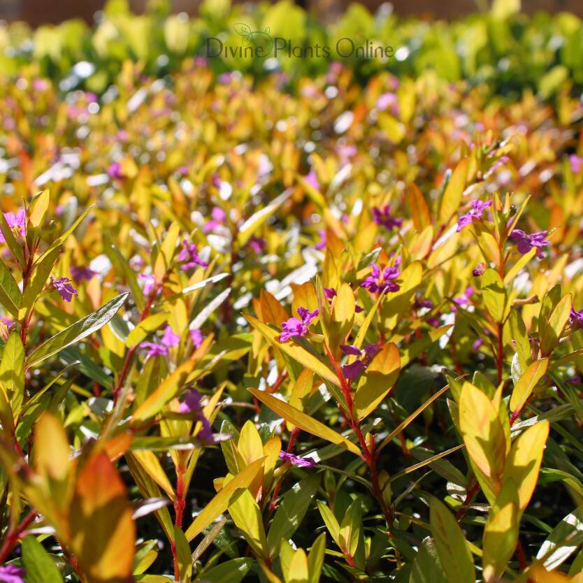 Cuphea Golden Ruby