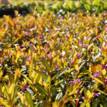 Cuphea Golden Ruby