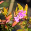 Cuphea Golden Ruby