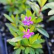 Cuphea hyssopifolia Violet