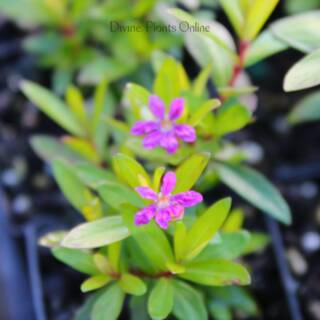 Cuphea hyssopifolia Violet