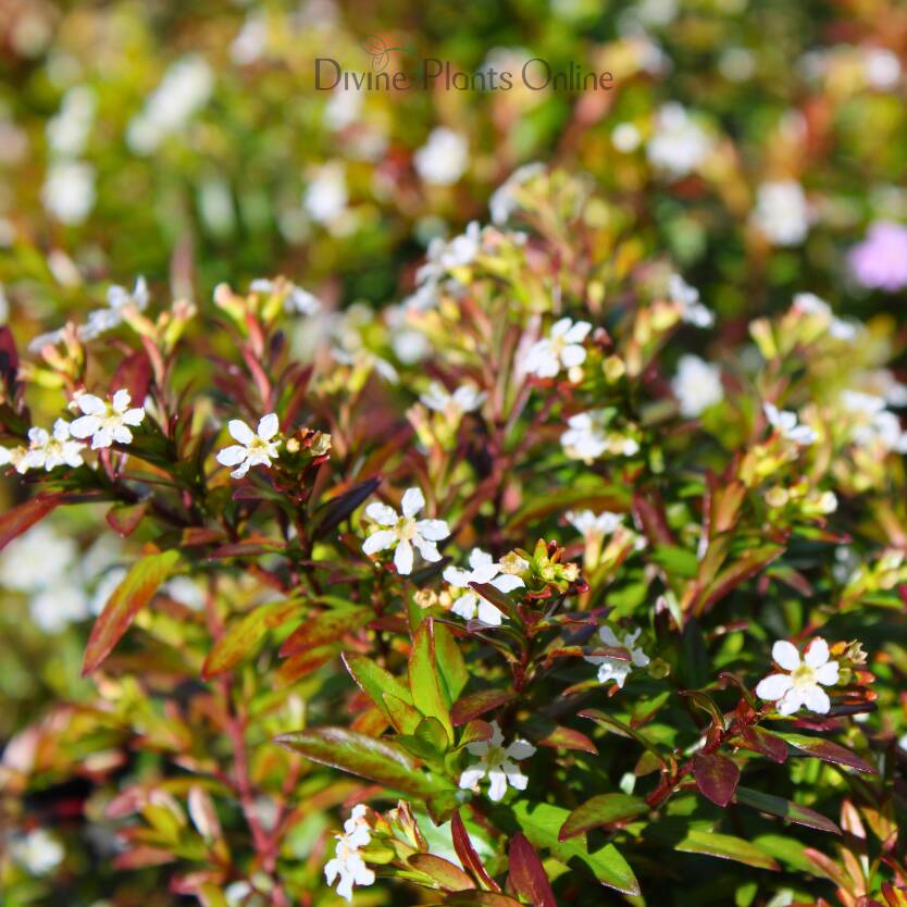 Cuphea Mexicana White