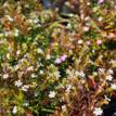 Cuphea Mexicana White