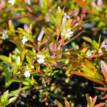 Cuphea Mexicana White