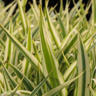 Furcraea foetida Mediopicta