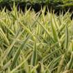 Furcraea foetida Mediopicta