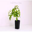 Pandorea Snowbells