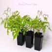 Pandorea Snowbells