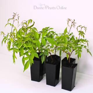 Pandorea Snowbells