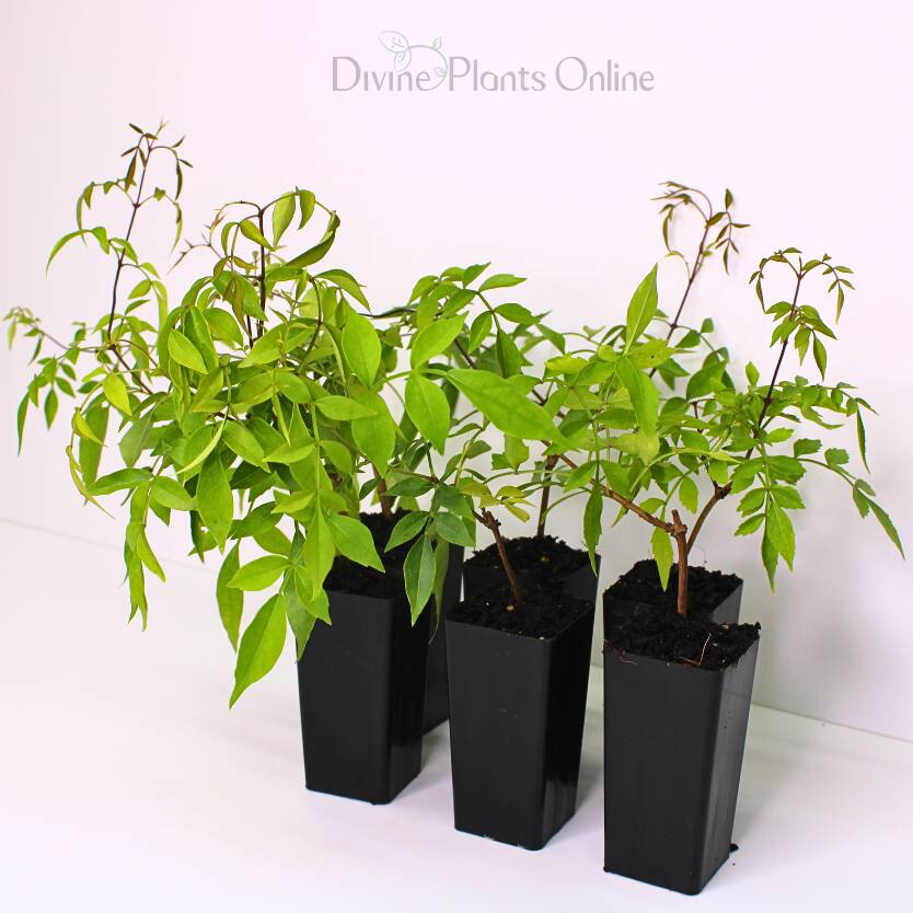 Pandorea Snowbells