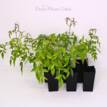 Pandorea Snowbells