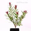 Melaleuca linariifolia Snowfire