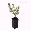 Melaleuca linariifolia Snowfire