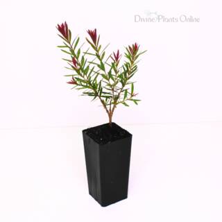 Melaleuca linariifolia Snowfire