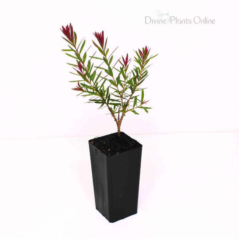 Melaleuca linariifolia Snowfire