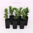 Juniperus procumbens Nana