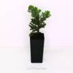 Juniperus procumbens Nana