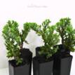 Juniperus procumbens Nana