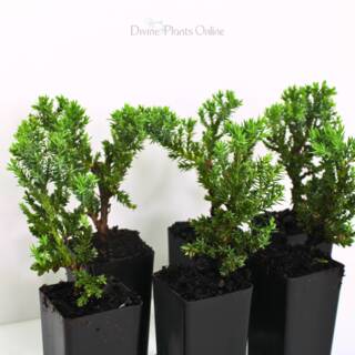 Juniperus procumbens Nana