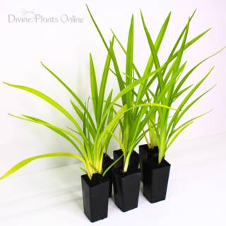 Dianella tasmanica