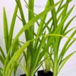 Dianella tasmanica