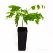 Delonix regia