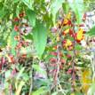 Thunbergia mysorensis