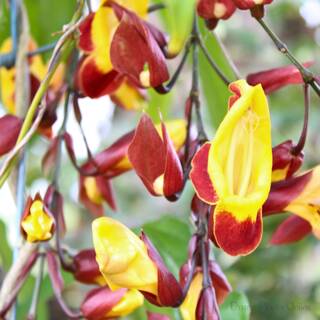 Thunbergia mysorensis