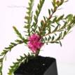 Melaleuca thymifolia (Honey Myrtle)