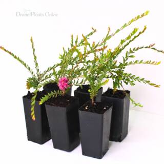 Melaleuca thymifolia (Honey Myrtle)