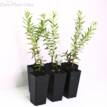 Grevillea Poorinda Constance