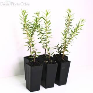 Grevillea Poorinda Constance