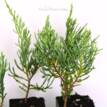 Juniperus virginiana Grey Owl