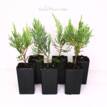 Juniperus virginiana Grey Owl
