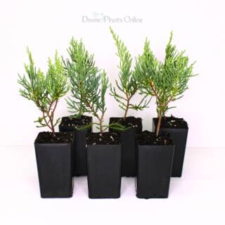 Juniperus virginiana Grey Owl