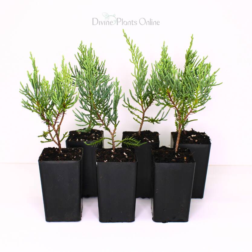 Juniperus virginiana Grey Owl