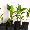 Camellia sasanqua Marge Miller