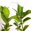 Camellia sasanqua Marge Miller