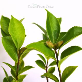 Camellia sasanqua Marge Miller