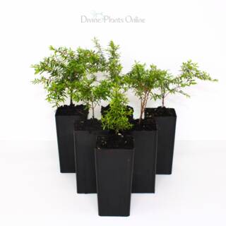 Babingtonia virgata Minima